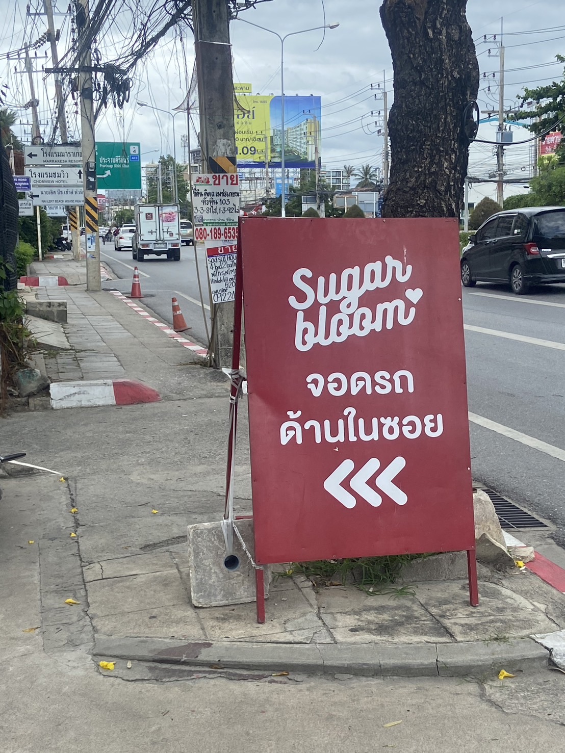 SUGAR BLOOM